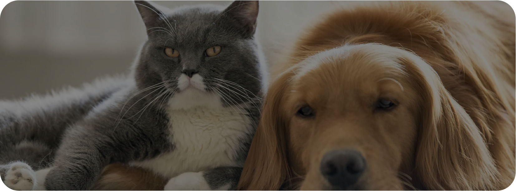 Kućni ljubimci (haian) Co., Ltd