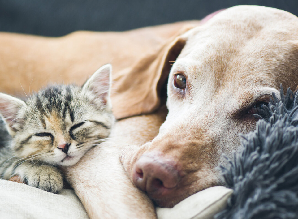 Kućni ljubimci (haian) Co., Ltd